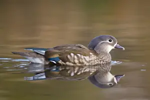 Mandarin Duck - winter - UK