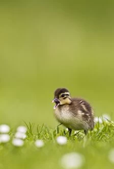 Images Dated 17th May 2012: Mandarin - duckling in flowers calling