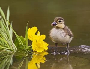 Images Dated 17th May 2012: Mandarin - duckling in pond with reflection