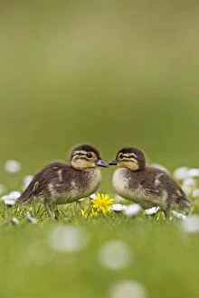 Images Dated 17th May 2012: Mandarin - ducklings in flowers