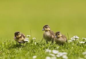 Images Dated 17th May 2012: Mandarin - ducklings in flowers
