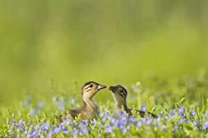 Images Dated 24th May 2012: Mandarin - ducklings in flowers