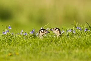 Images Dated 24th May 2012: Mandarin - ducklings in flowers
