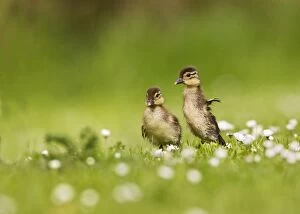 Images Dated 17th May 2012: Mandarin - ducklings in flowers wing flapping