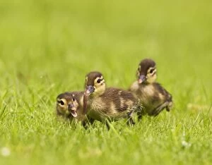Images Dated 17th May 2012: Mandarin - ducklings in meadow with worm