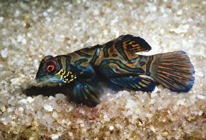 Images Dated 9th December 2004: Mandarin Fish Coral Reefs of Australia