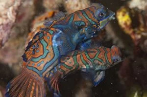 Images Dated 21st December 2004: Mandarinfish Mating pair with ornate markings amongst