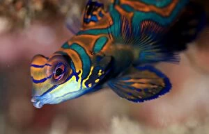 Mandarinfish with ornate markings