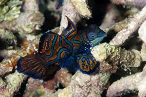 Images Dated 5th November 2004: Mandarinfish with ornate markings amongst coral