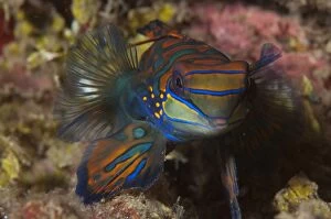Images Dated 21st December 2004: Mandarinfish with ornate markings amongst coral