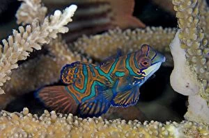 Mandarinfish with ornate markings inside coral Bianca