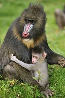 Images Dated 22nd April 2009: Mandrill - adult with baby