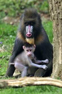Images Dated 21st April 2009: Mandrill - adult with baby