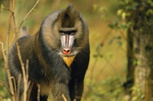 <b class=qtipBold><figcaption>Mandrill Baboon</figcaption></b><br>WAT-7024 MANDRILL BABOON Mandrillus sphinx Vulnerable species. Formerly Papio sphinx M. Watson Please note that prints are for personal display purposes only and may not be reproduced in any way.<br><em>© M.Watson/ardea.com</em> Mandrill Baboon