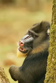 Central Africa Prints: Mandrill Baboon
