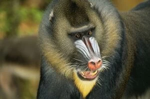 Baboons Gallery: MANDRILL BABOON - close-up of face