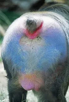 Baboons Prints: Mandrill Baboon KF 11662 Male, rear end