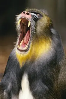 Jaws Prints: Mandrill Baboon - male yawning. 3MP175