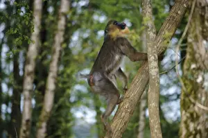 Baboons Prints: Mandrill - climbing