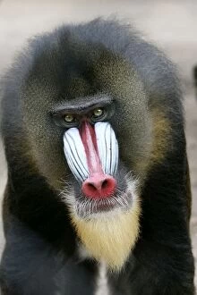 Images Dated 23rd September 2004: Mandrill - close-up of face