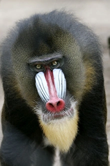 <b class=qtipBold><figcaption>Mandrill - close-up of face</figcaption></b><br>WAT-9417 Mandrill - close-up of face Mandrillus sphinx M. Watson Please note that prints are for personal display purposes only and may not be reproduced in any way.<br><em>© M.Watson/ardea.com</em> Mandrill - close-up of face