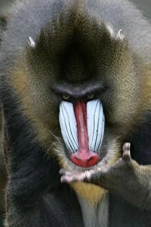Images Dated 25th September 2004: Mandrill - close-up of face