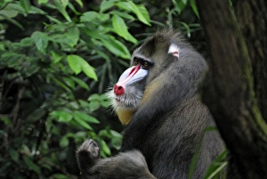 Images Dated 15th November 2007: Mandrill - Gabun