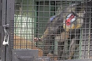 Cages Gallery: Mandrill - male in poor captive conditions, trying