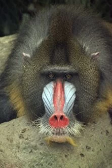 Images Dated 10th April 2010: Mandrill, male, West Africa