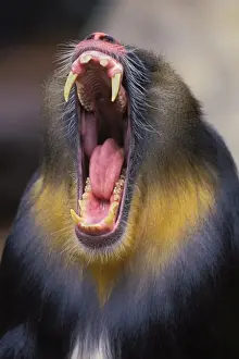 Jaws Prints: Mandrill TOM 588 Male yawning Papio sphinx or Mandrillus sphinx © Tom & Pat Leeson / ardea