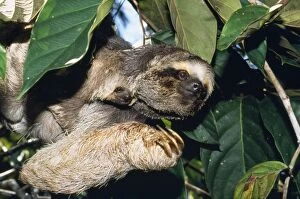 Images Dated 14th July 2008: Maned 3-toed Sloth - with young