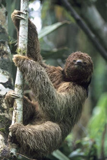 Body Gallery: Maned Sloth (Bradypus torquatus) Endangered