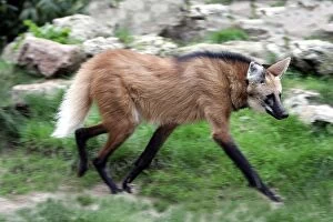 Wolves Collection: Maned Wolf