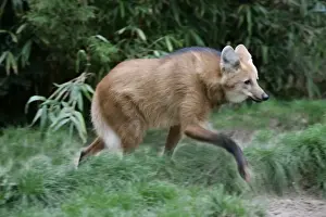 Maned Wolf