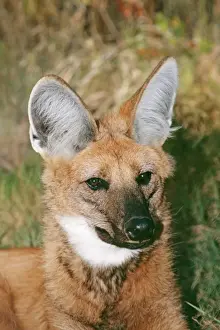 Maned Wolf CLA 397 Endangered species, South America Chrysocyon brachyurus © Mary Clay / ardea. com