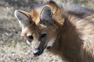 Images Dated 10th January 2005: Maned Wolf An endangered South American mammal. The large ears serve as heat radiators as well as