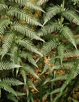 Images Dated 24th February 2006: Manfern / soft tree fern. Huon River, SW Tasmania, Australia