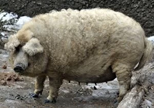 Images Dated 24th February 2012: Mangaliza (Hungarian) Woolly Pig