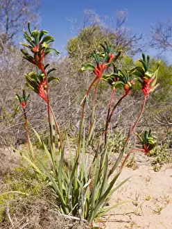Sandy Prints: Mangles Kangaroo Paw - at Kalbarri; Western Australia's State flower