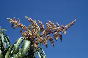 Mango Prints: Mango - flowers