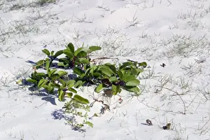 Mangroves Prints: Mangrove - colonisation onto sandy beach Grand Comore Island, Indian Ocean