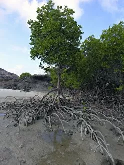 Mangrove - A fine example of a mangrove tree with its roots protuding above the sand at low tide. At high tide these roots are under water
