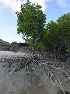 Aquatic Prints: Mangrove - A fine example of a mangrove tree with its roots protuding above the sand at low tide