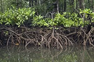 Images Dated 23rd January 2008: Mangrove forest in the valley of a river in Sabang National Park, Sabang, Palawan, Philippines