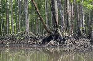 Mangrove forest in the valley of a river in Sabang National Park