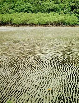 Mangrove Prints: Mangrove - Fringing inlet, at low tide