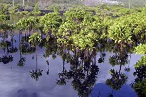 Mangroves Prints: Mangrove Grande Comore Indian Ocean