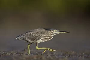 Images Dated 26th July 2009: Mangrove / Green-backed / Striated Heron - showing plumage of immature bird - walking by the pools