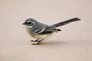 Mangrove Grey Fantail Inhabits mangroves and sometimes adjacent vegetation along the north coast of Western Australia. Less common across Northern Territory and into Queensland