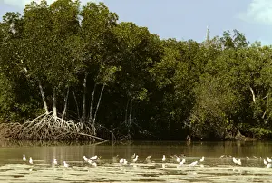 Mangrove Prints: Mangrove - With gulls in foreground - Arnhemland